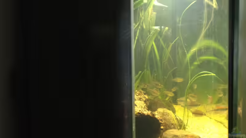 Ansicht von links März 2017 von schmitzkatze (11)