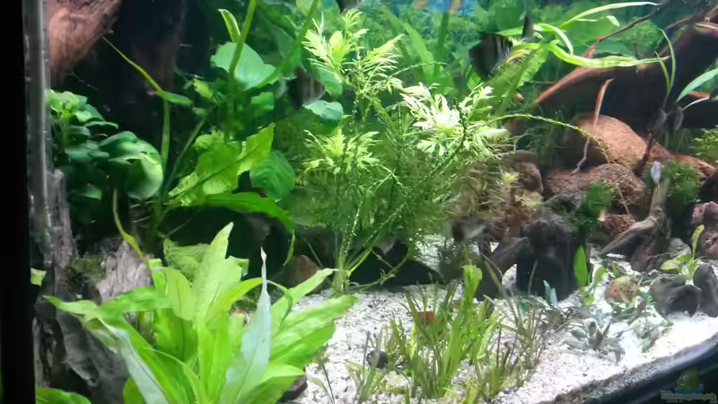 Ansicht von links mit kleinem Pfeilkraut (Sagittaria subulata); Dauerwellen- Hakenlillie; Amerikanischem Kammblatt, Anubias; Vallisneria gigantea;Riesen-Wasserfreund (Hygrophila corymbosa) von Robert&Alex (7)