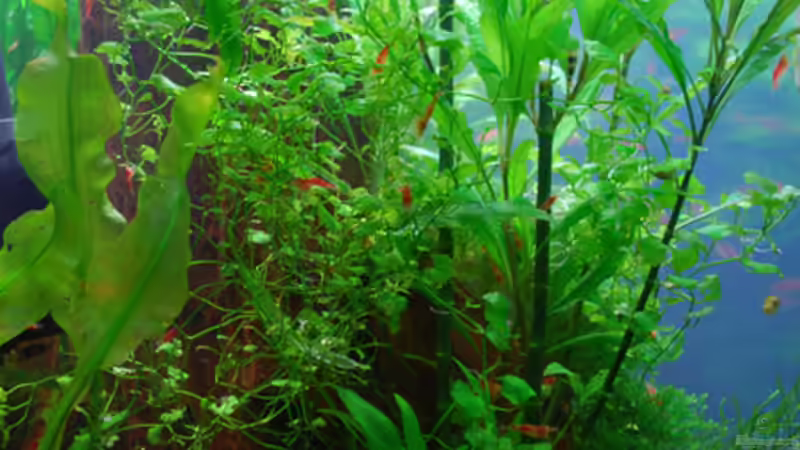 Ansicht von links von Chili (16)