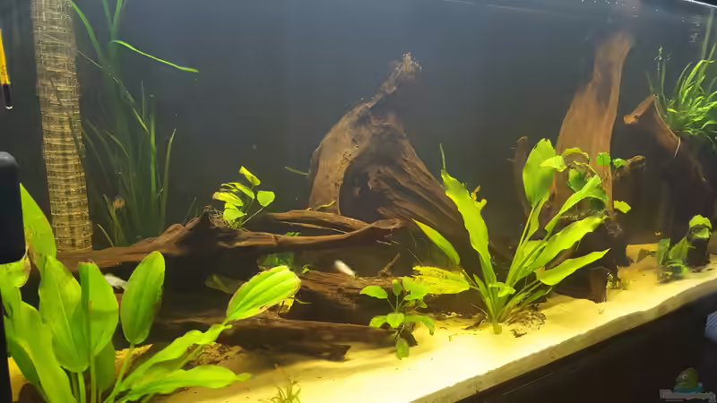 Ansicht von links von Johannes L. (4)