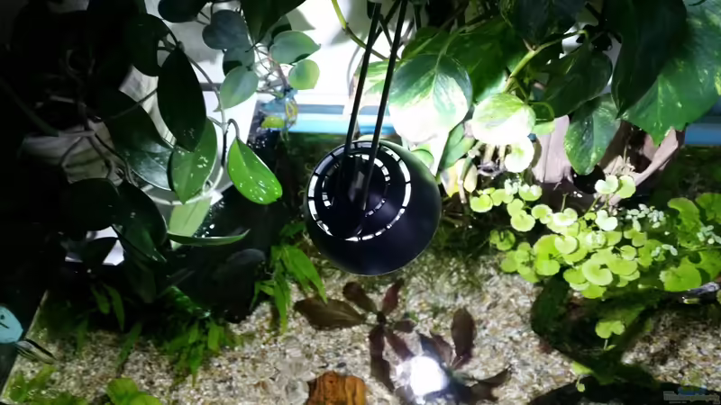 Ansicht von oben, Eheim LED für Nanobecken von Gigi (11)