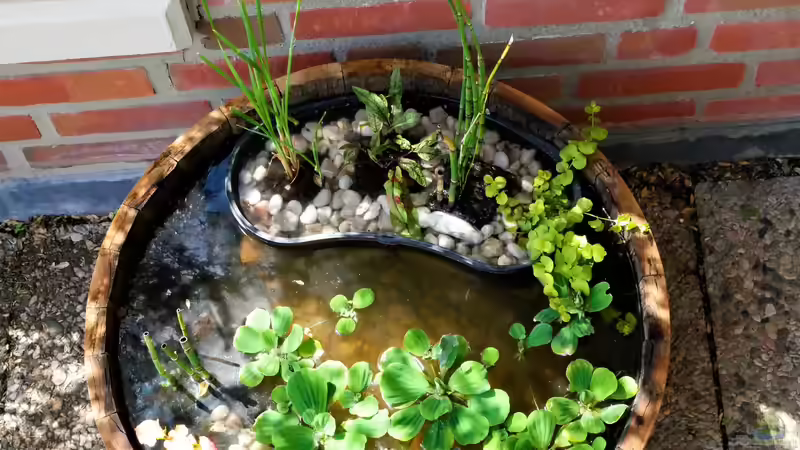 Ansicht von oben  von Barschfan Aqualive (2)