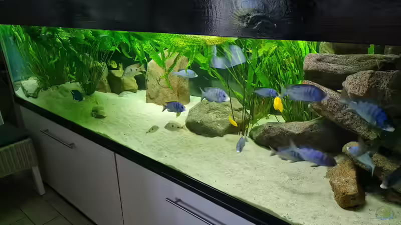 Ansicht von oben rechts aus betrachtet  von Dennis 80 (7)