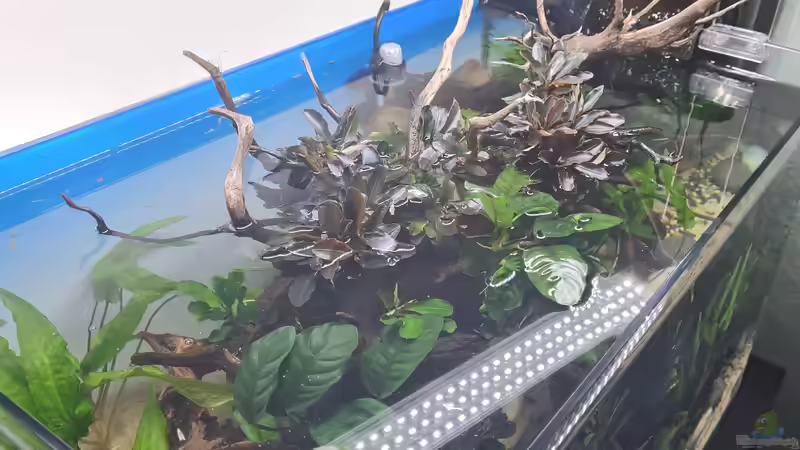 Ansicht von oben von David Schneider Aquaristik (13)