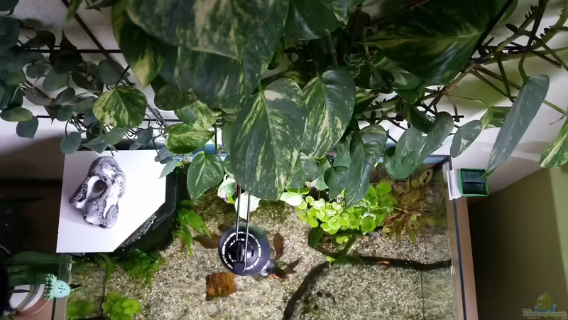 Ansicht von oben von Gigi (4)