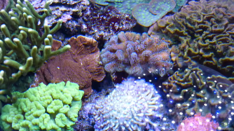 Ansicht von oben von Leni13 (2)