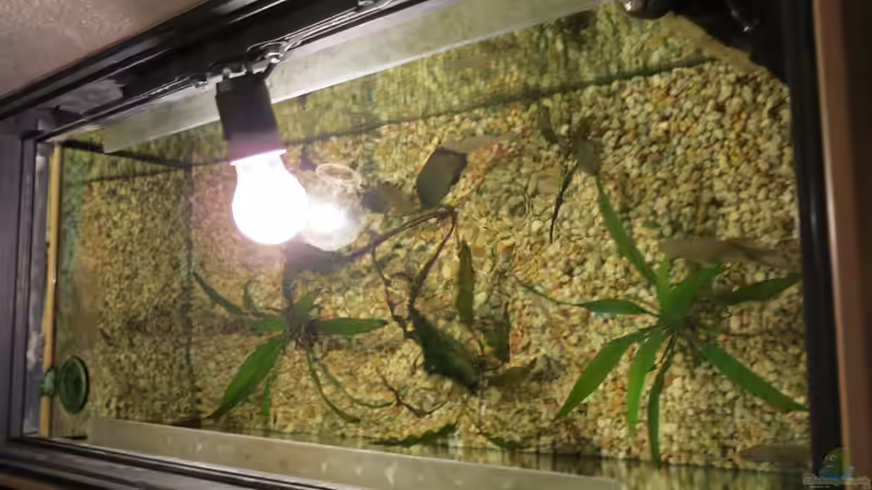 Ansicht von oben von Mirko (3)