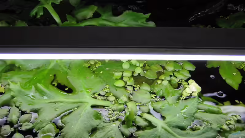 Ansicht von oben von Misanthrop (3)