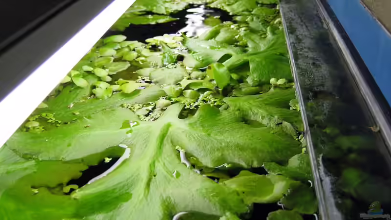 Ansicht von oben von Misanthrop (4)