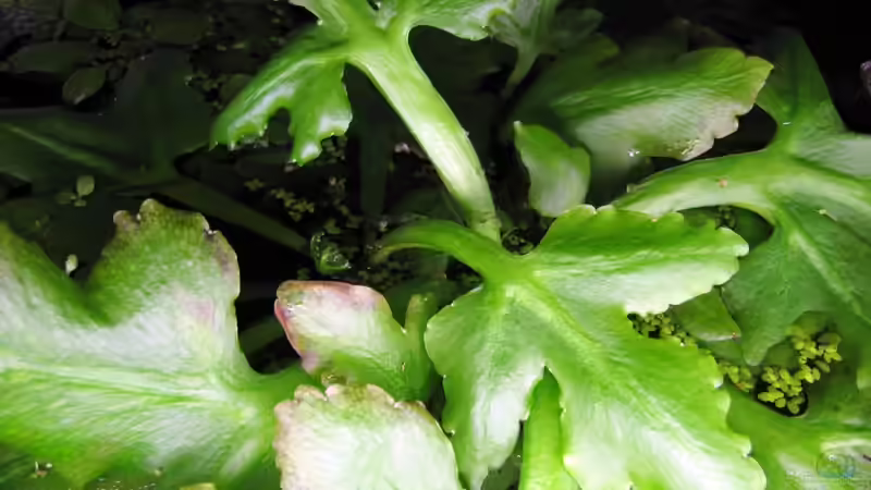 Ansicht von oben von Misanthrop (5)