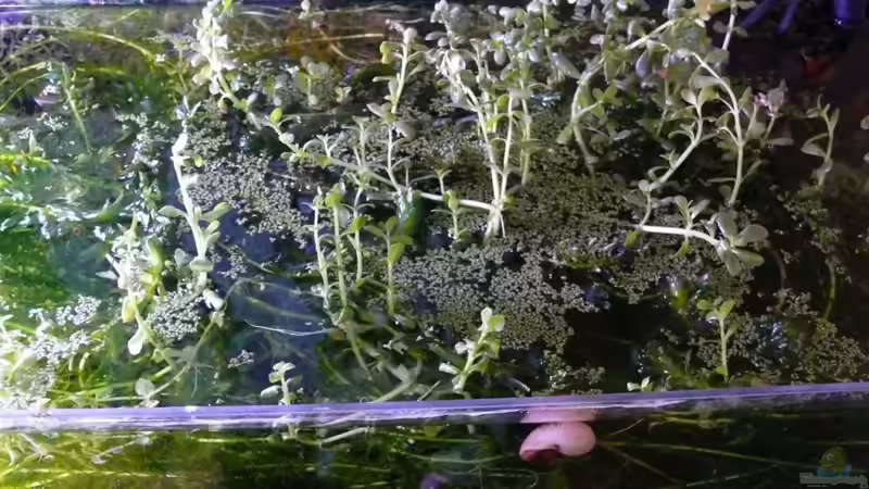 Ansicht von oben vor dem Auslichten von Bunter Fisch (11)