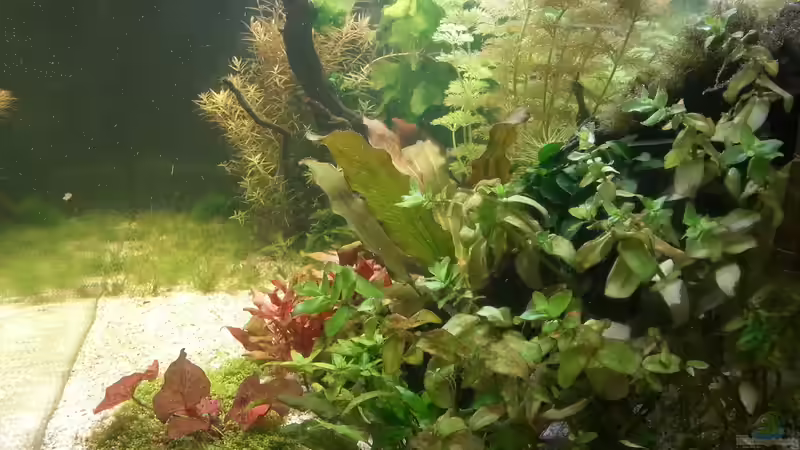 Ansicht von rechts 15.05.2015 von Jonas (Trancemania) (11)