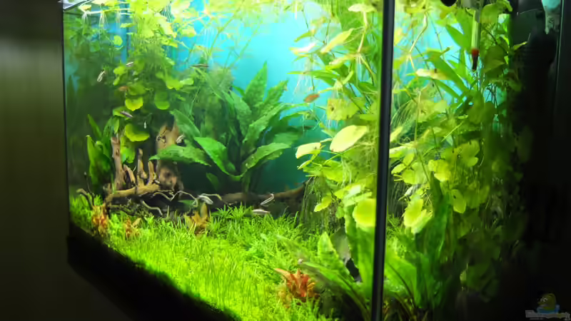 Ansicht von rechts von axolotl (16)