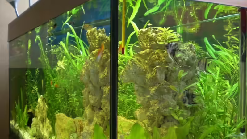 Ansicht von rechts von EO (2)