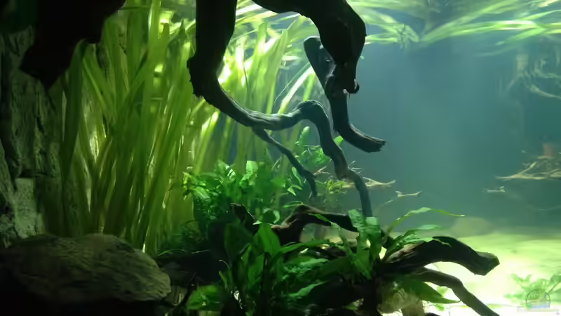 Ansicht von rechts von SML (3)