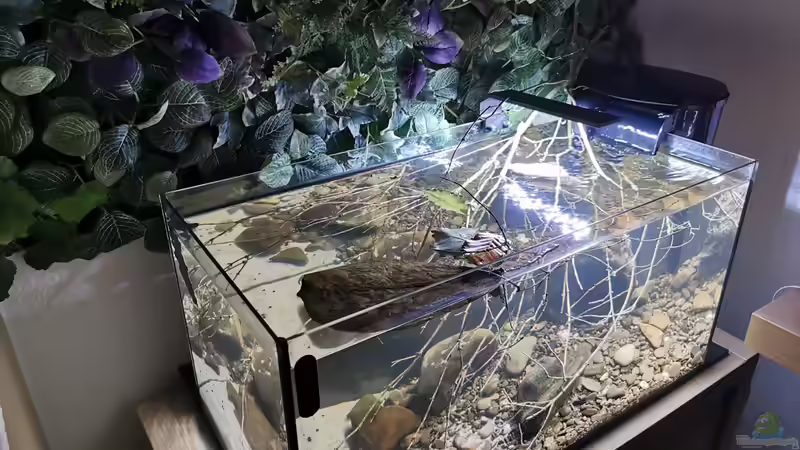 Ansicht von schräg oben direkt nach der Einrichtung von David Schneider Aquaristik (4)