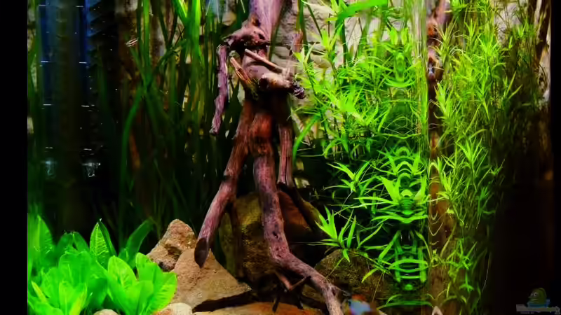 Ansicht von schräg rechts von Sambia (23)