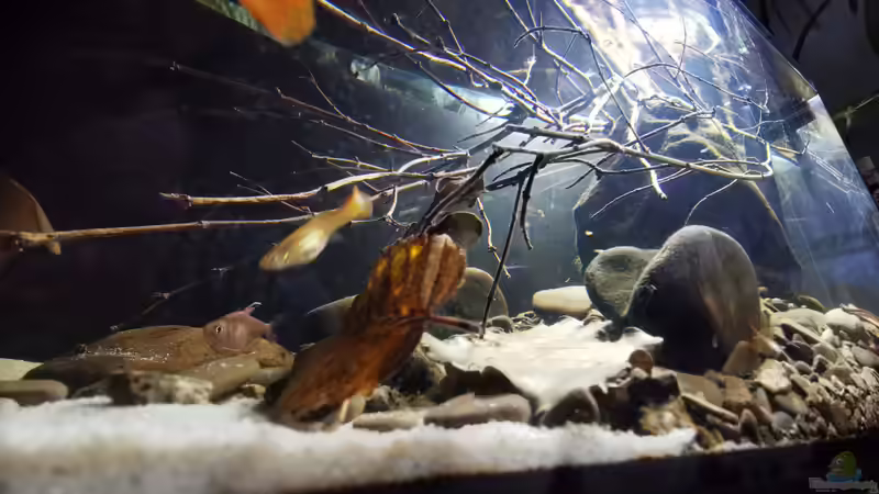 Ansicht von schräg unten ins Aquarium von David Schneider Aquaristik (7)