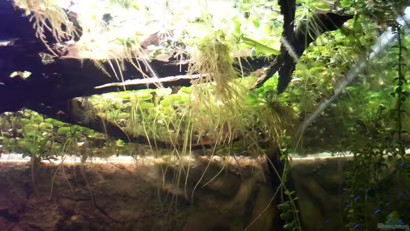 Ansicht von unten von Misanthrop (4)