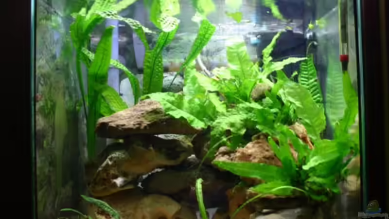 Ansicht von vorn von Christoph Klaus (2)