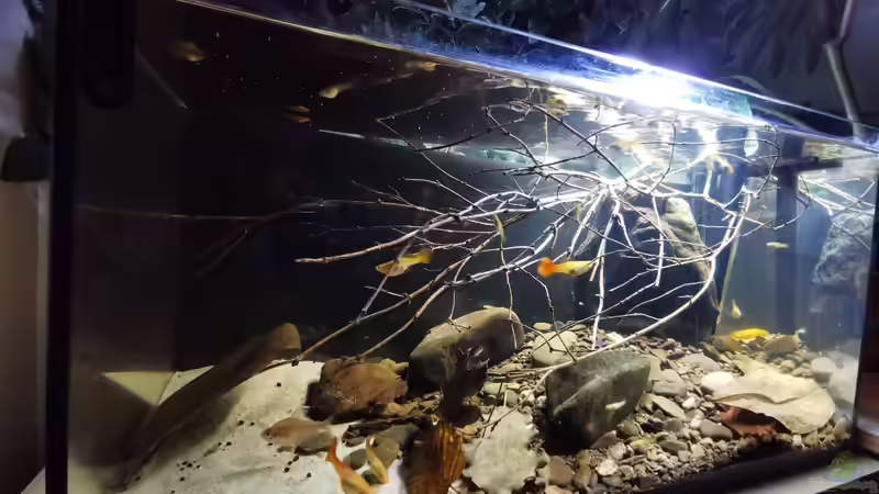 Ansicht von Vorne mit dem aktuellen Besatz von David Schneider Aquaristik (8)