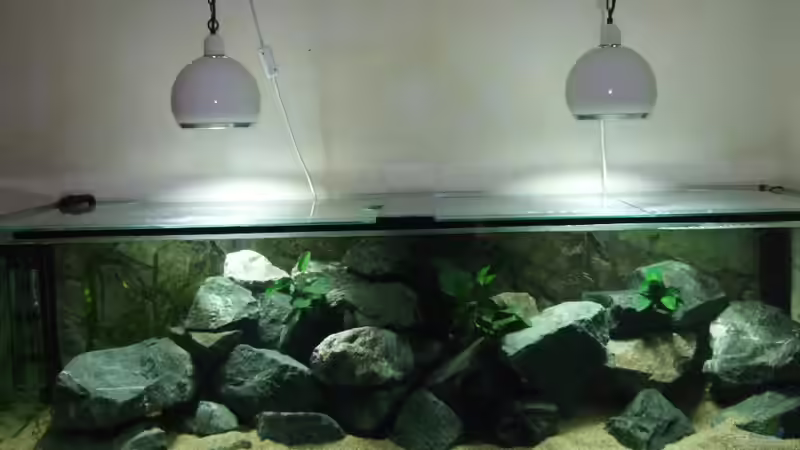 Ansicht von Vorne von Crenii (2)