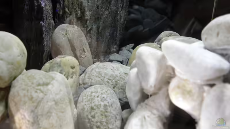 Ansicht von vorne von did244 (12)