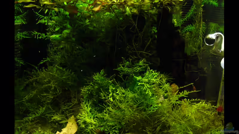 Ansicht von vorne von Stefan Philippi (5)