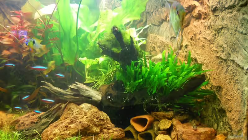 Ansicht vorne rechts mit Wurzel und Höhlen von Sven Seibert (49)