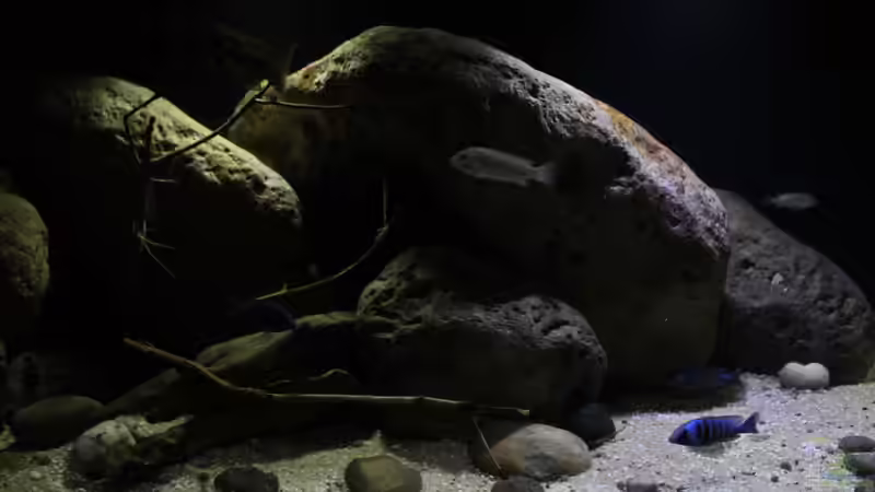 Ansichten der Dekoration, hier mit echtem Holz in Form von ??sten. von Florian Bandhauer (16)