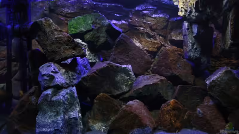 Ansichten eines Malawi-Beckens mit Mbuna Besatz und hängenden Steinen ! von Florian Bandhauer (4)