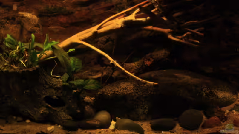 Ansichten eines Westafrika Aquarium von Florian Bandhauer (6)