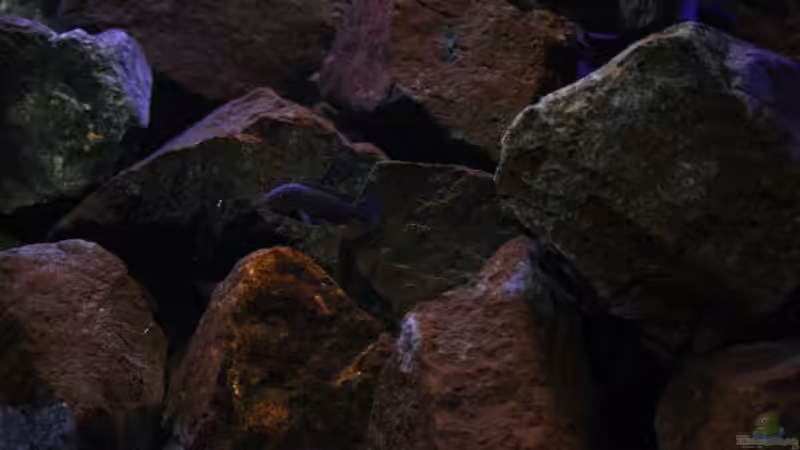 Ansichten im Becken !!! von Florian Bandhauer (16)