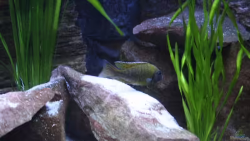 Ansichten im Becken bei Tropentag(15.12.08) von Florian Bandhauer (13)