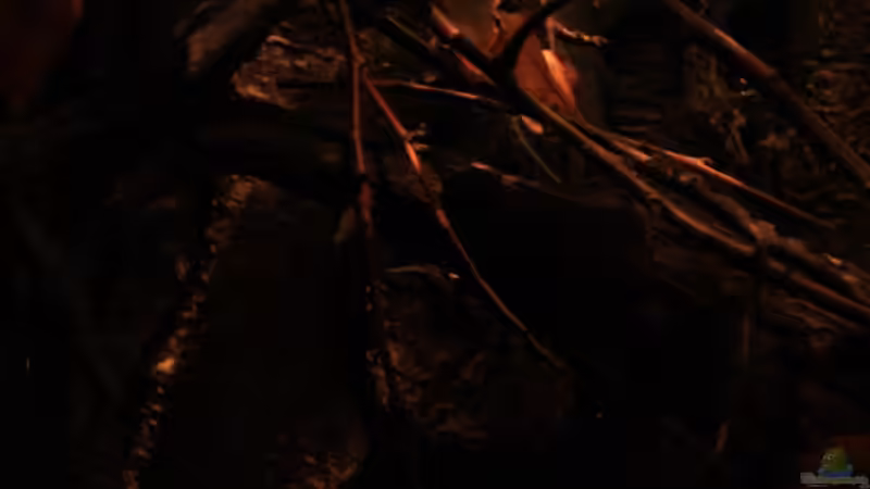 Ansichten im Dickischt von Florian Bandhauer (17)