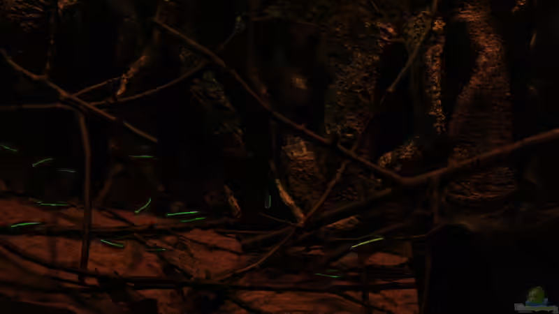 Ansichten ohne Pflanzen. von Florian Bandhauer (6)