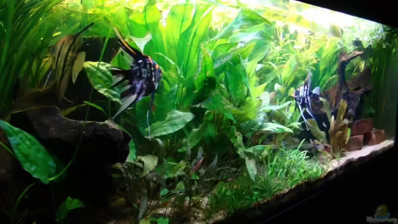 Ansicvht vom 29.6.2009 von bernie-124 (4)