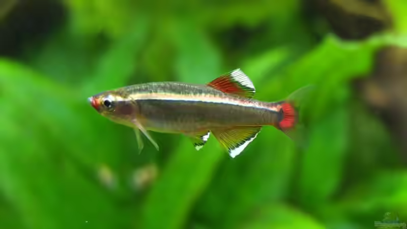 Anspannung von axolotl (88)