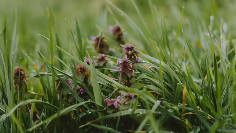 Anstehende Gartenaufgaben: Gründüngung im Herbst