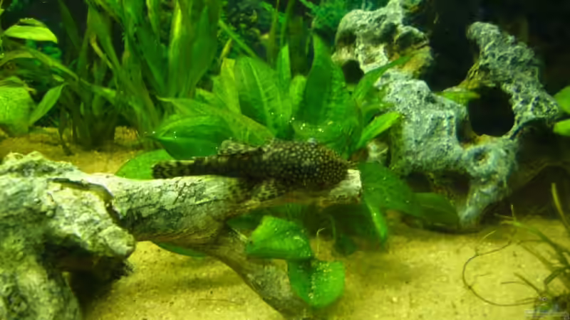 Anstrictus auf Steinwurzel von Marcel Becker (9)