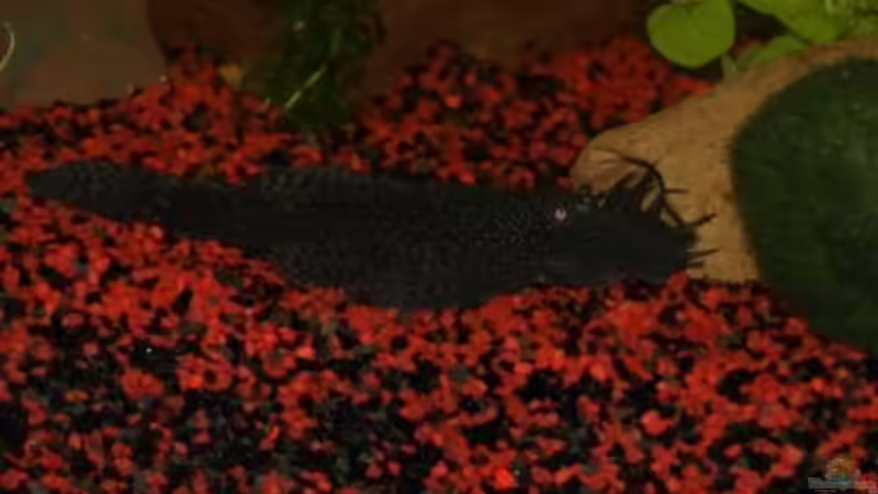 Antenne Nr.2 von Thomas Bachl (7)