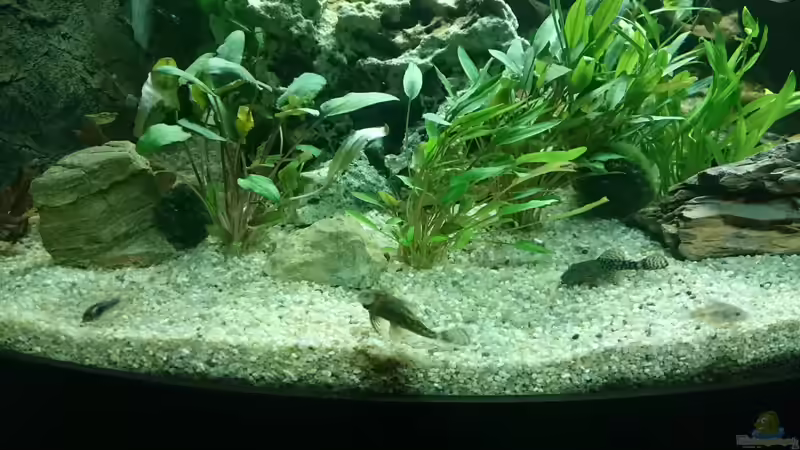 Antennen- und Panzerwelse von Chris de Bird (10)