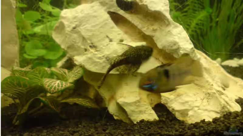 Antennen Wels von Jan Wilhelm (11)