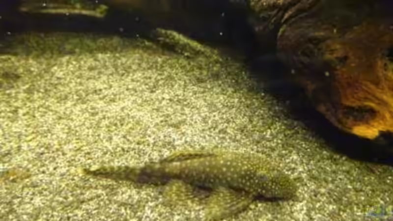 Antennenfrau von Thorsten G. (32)