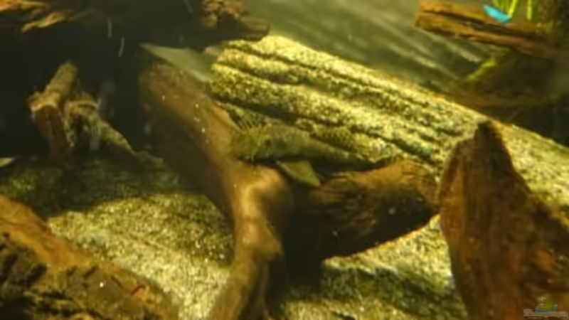 Antennenmann von Thorsten G. (31)