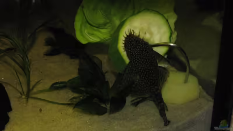 Antennenwels + Gemüse von Sado-Uwe (24)