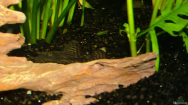 Antennenwels - leider etwas schlecht zu sehen von LoidlStef (15)