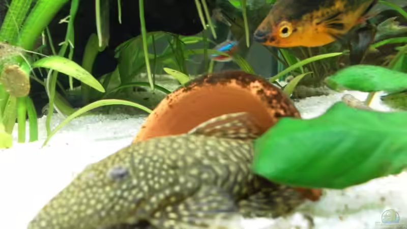 Antennenwels / Schwertträger-Platymix von mawi (25)