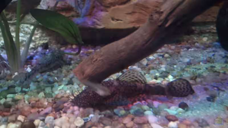 Antennenwels /m von Kai Kern (11)