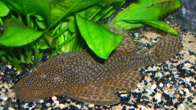 Antennenwels, mein ältester Fisch (aus vorigem Jahrhundert) von Bungi (34)